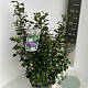Escallonia 'Iveyi' 50-60 cm 5,0L