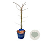 Acer Ice Dragon 50-60 cm 5,0L