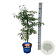 Acer Ice Dragon 50-60 cm 5,0L