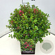 Escallonia 'Red Dream' 30-40 cm 10L