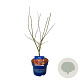 Acer North Wind 50-60 cm 5,0L