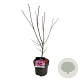 Acer pal. 'Atropurpureum' 50-60 cm 5,0L