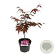 Acer pal. 'Atropurpureum' 50-60 cm 5,0L