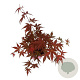 Acer pal. 'Atropurpureum' 50-60 cm 5,0L