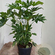 Fatsia japonica 100-125 cm 20L najaarspotting