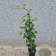 Hedera hibernica 175-200 cm 3,0L