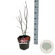 Acer pal. 'Bloodgood' 50-60 cm 5,0L