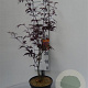 Acer pal. 'Bloodgood' 50-60 cm 5,0L