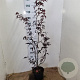 Acer pal. 'Bloodgood' 50-60 cm 5,0L
