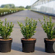 Ilex crenata 'Caroline Upright' 30-40 cm 3,0L