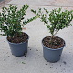 Ilex crenata 'Convexa' 20-30 cm 2,0L