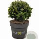 Ilex crenata Dark Green 15 cm 2,0L bol potgekweekt