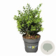 Ilex crenata Dark Green 15-20 cm C1 struik potgekweekt
