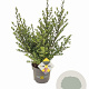 Ilex crenata Dark Green 40-60 cm 5,0L struik