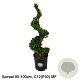 Ilex crenata Dark Green 90-100 cm 12L spiraal