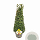 Ilex crenata Dark Green 70-80 cm 10L kegel versgepot