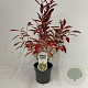 Itea virginica 'Henry's Garnet' 25-30 cm 2,0L