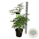 Acer pal. 'Dissectum' 80-100 cm 10L