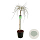 Acer pal. 'Dissectum' 100 cm stam 30L