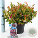 Leucothoe 'Zeblid' 25-30 cm 2,0L