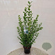 Ligustrum ovalifolium 60-65 cm 4,0L