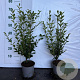 Ligustrum ovalifolium 60-80 cm 2,0L