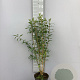 Ligustrum vulgare 80-100 cm 5,0L