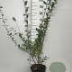 Ligustrum vulgare 100-125 cm 5,0L