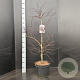 Acer pal. 'Garnet' 80-100 cm 10L