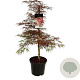 Acer pal. 'Garnet' 80-100 cm 10L