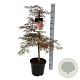 Acer pal. 'Garnet' 80-100 cm 10L