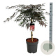 Acer pal. 'Garnet' 60 cm stam 15L