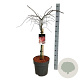 Acer pal. 'Garnet' 60 cm stam 15L