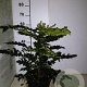 Mahonia media 'Winter Sun' 40-50 cm 5,0L