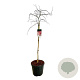 Acer pal. 'Garnet' 100 cm stam 30L