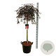 Acer pal. 'Garnet' 100 cm stam 30L