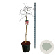 Acer pal. 'Garnet' 100 cm stam 30L