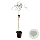 Acer pal. 'Garnet' 160 cm stam 30L