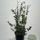 Osmanthus heterophyllus 60-80 cm 7,5L