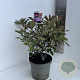 Photinia fraseri Pink Marble 40-50 cm 5,0L