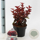 Physocarpus opulif. Little Angel 25-30 cm 2,0L