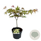 Acer pal. 'Osakazuki' 50-60 cm 5,0L