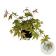 Acer pal. 'Osakazuki' 50-60 cm 5,0L