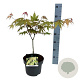 Acer pal. 'Osakazuki' 50-60 cm 5,0L