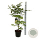 Acer pal. 'Osakazuki' 80-100 cm 10L