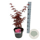 Acer pal. 'Skeeter's Broom' 50-60 cm 5,0L
