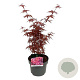Acer pal. 'Skeeter's Broom' 50-60 cm 5,0L
