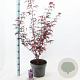 Acer pal. 'Skeeter's Broom' 80-100 cm 10L