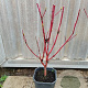 Cornus alba 'Elegantissima' 40-60 cm 2,0L