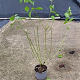 Cornus sanguinea 60-80 cm 2,0L